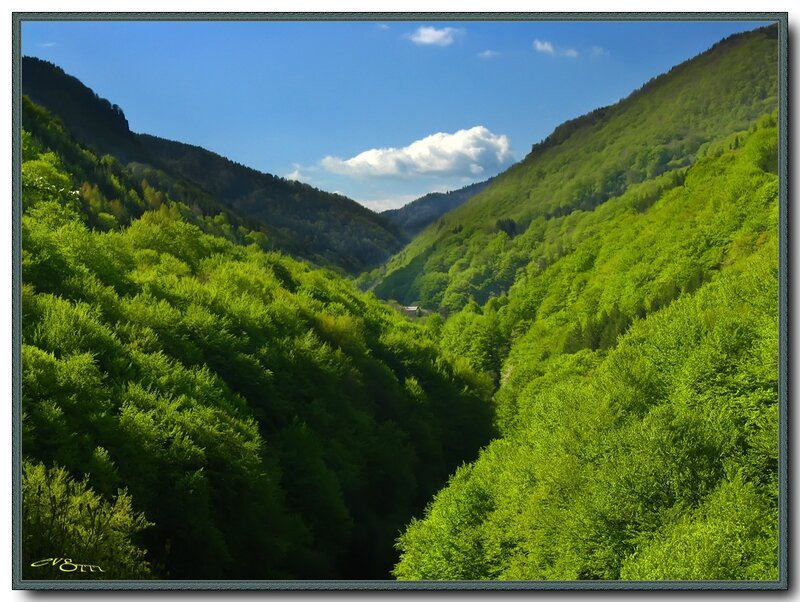 Green Forest Valley