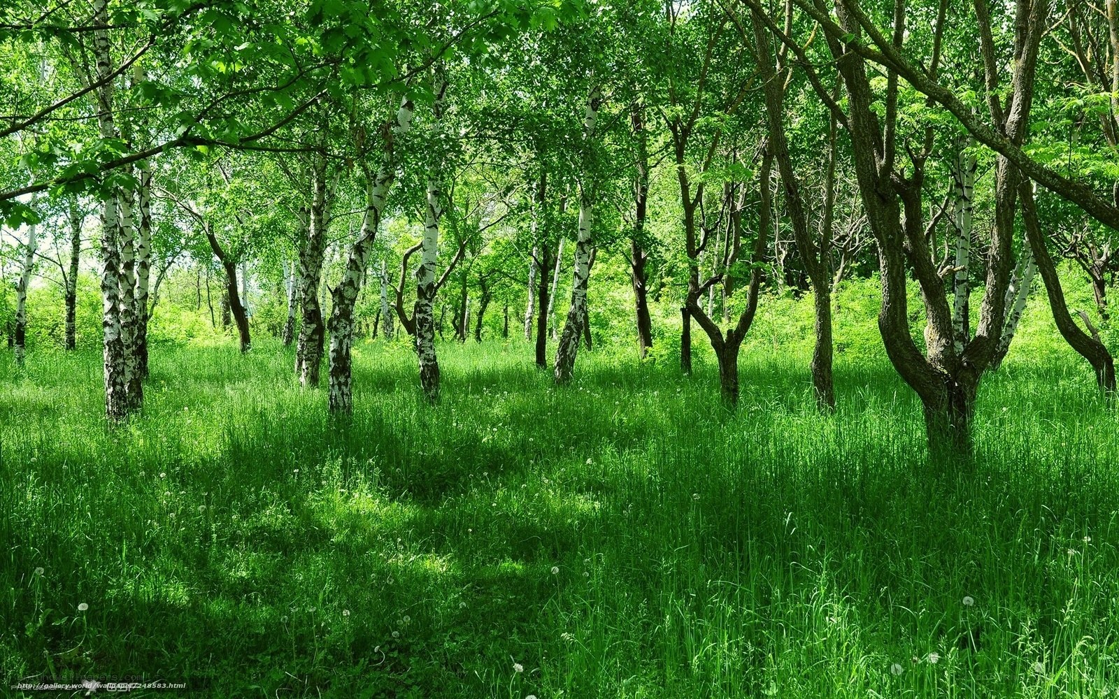 Green forest with birch trees