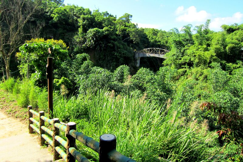 Green Forest with Bridge