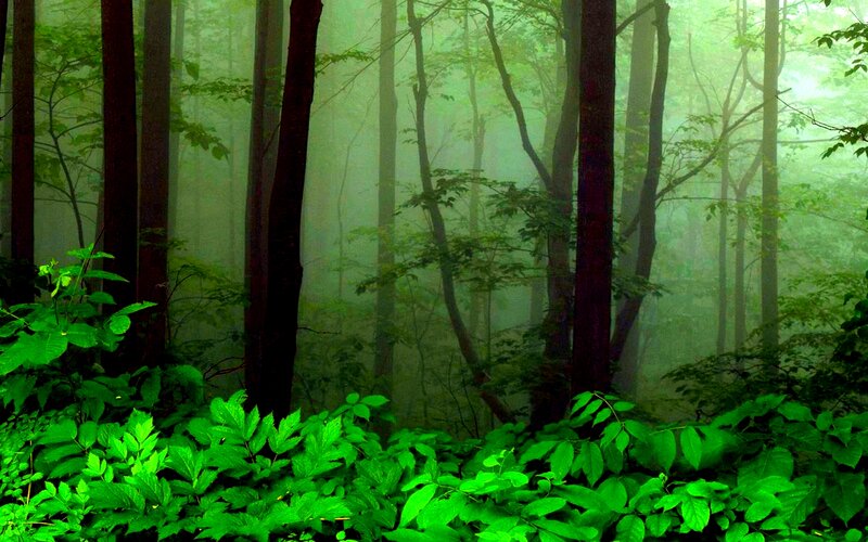 Green Forest with Fog — Misty