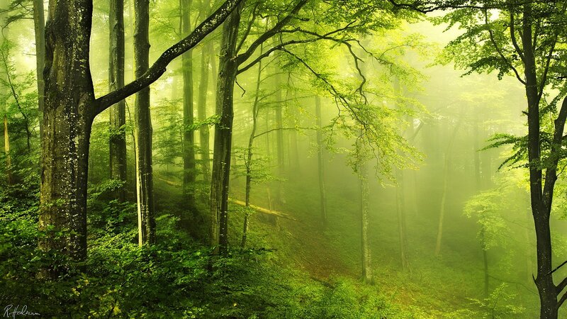 Green Forest with Fog — Serene, Morning