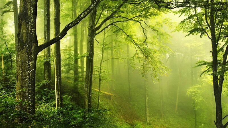 Green Forest with Fog — Serene