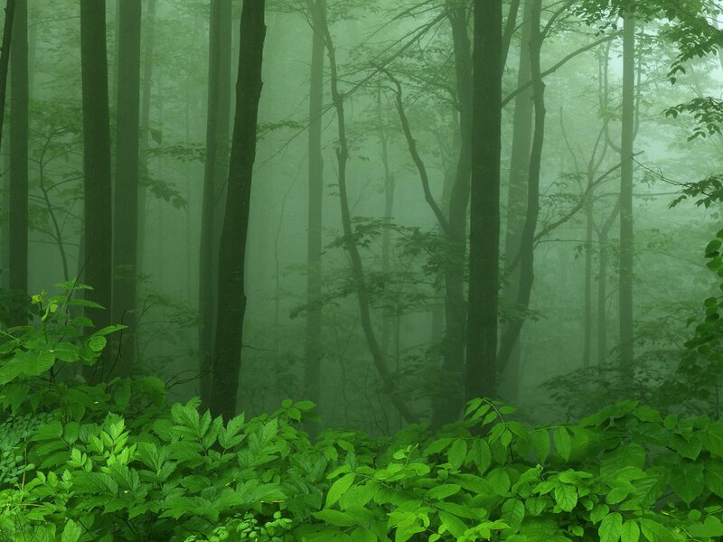 Green Forest with Fog