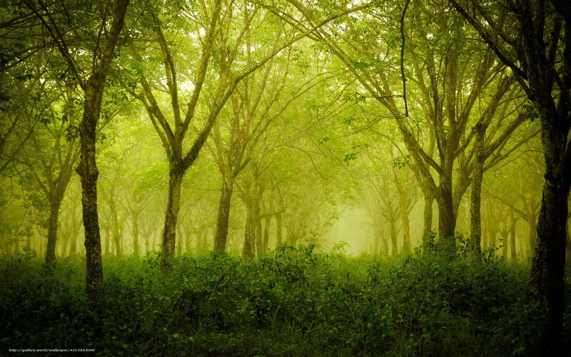 Green Forest with Mist — Serene, Morning, Photograph