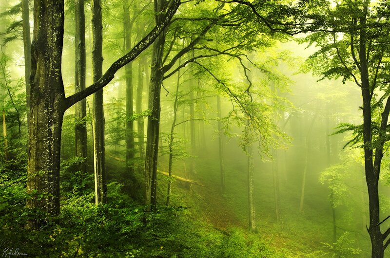 Green Forest with Mist — Serene, Morning, Photograph, Trees, Fog