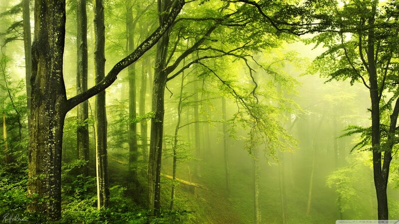 Green Forest with Mist — Serene, Morning