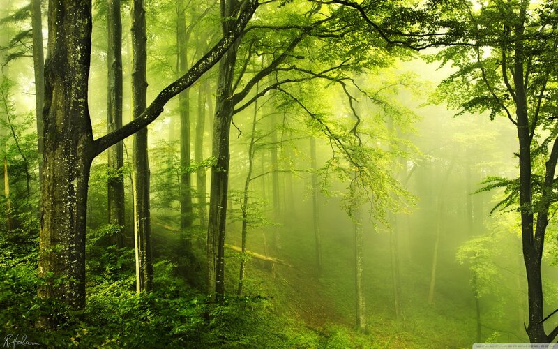 Green Forest with Mist — Serene