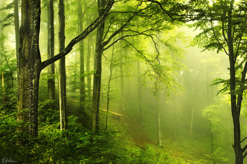 Green Forest with Mist