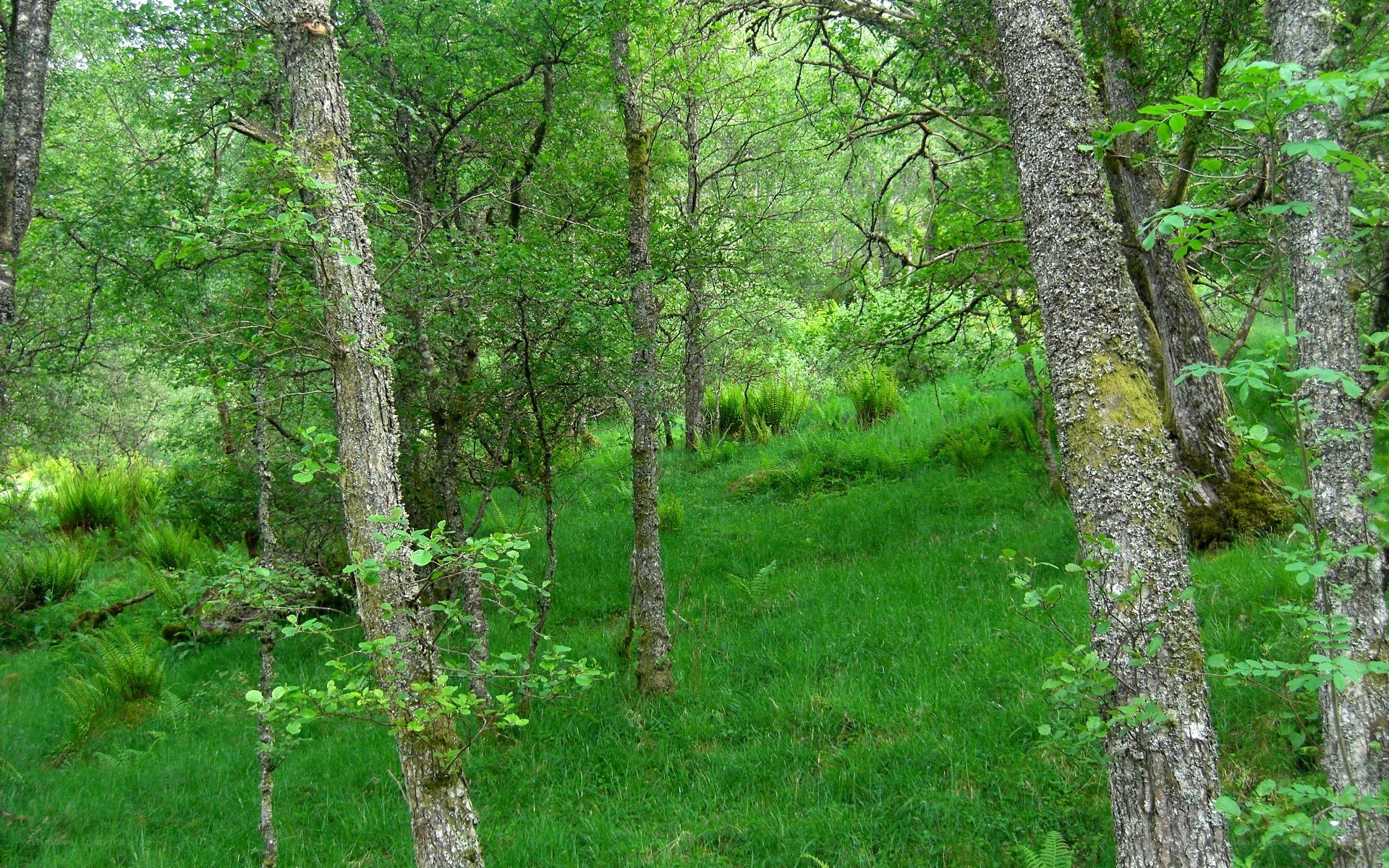 Green forest with mossy trees