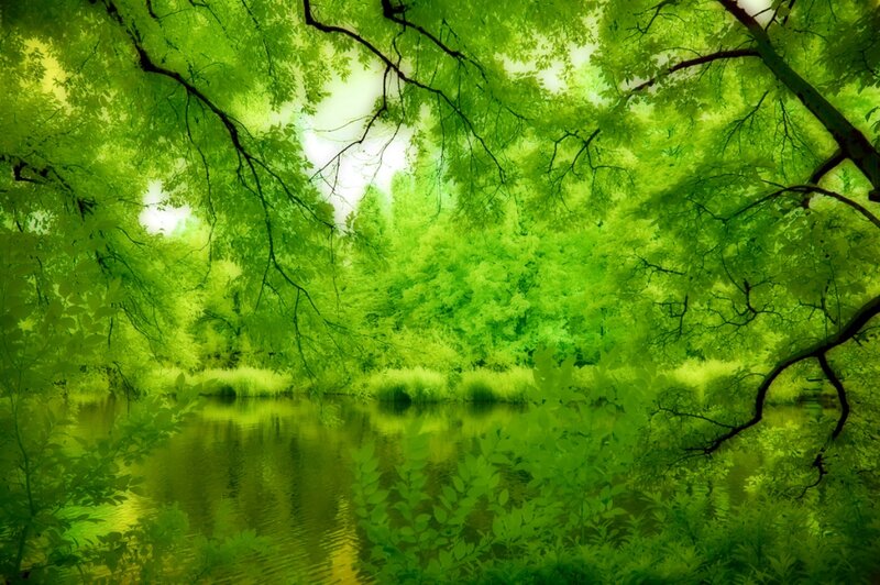 Green Forest with Pond