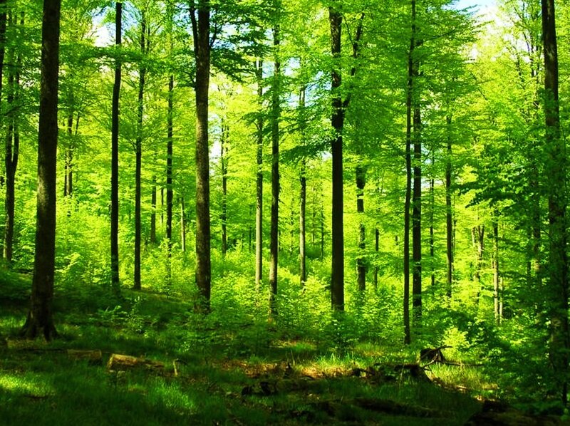Green Forest with Sunlight — Serene, Afternoon