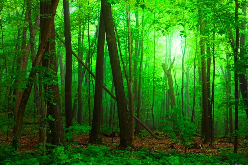 Green Forest with Sunlight — Serene, Morning, Photograph