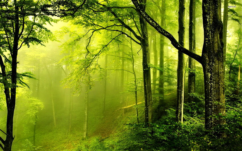 Green Forest with Sunlight — Serene, Morning, Photograph, Trees