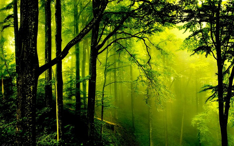 Green Forest with Sunlight — Serene, Morning