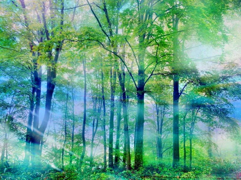 Green Forest with Sunlight — Serene