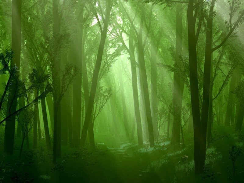 Green Forest with Sunlight