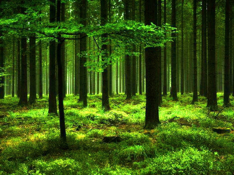 Green Forest with Tall Trees — Serene, Morning