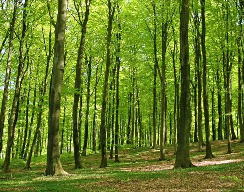Green Forest with Tall Trees — Serene