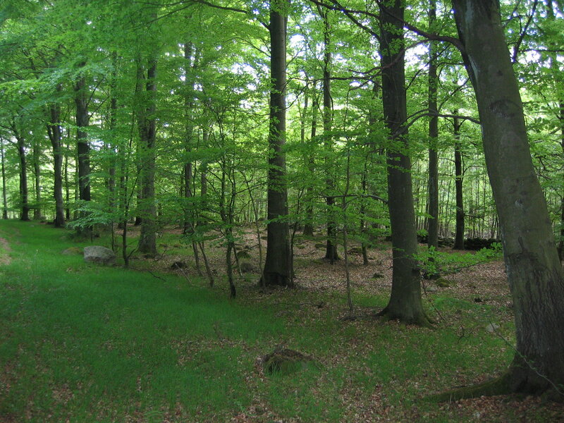 Green forest with tall trees