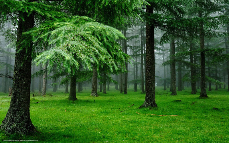 Green Forest with Trees — Misty