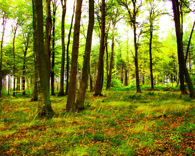 Green Forest with Trees — Serene, Afternoon, Photograph, Grass