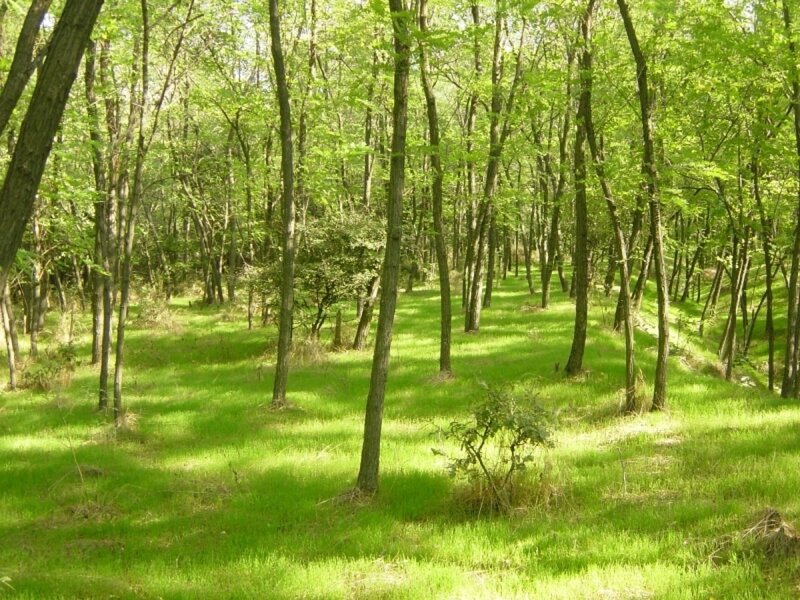 Green Forest with Trees — Serene, Afternoon, Photograph
