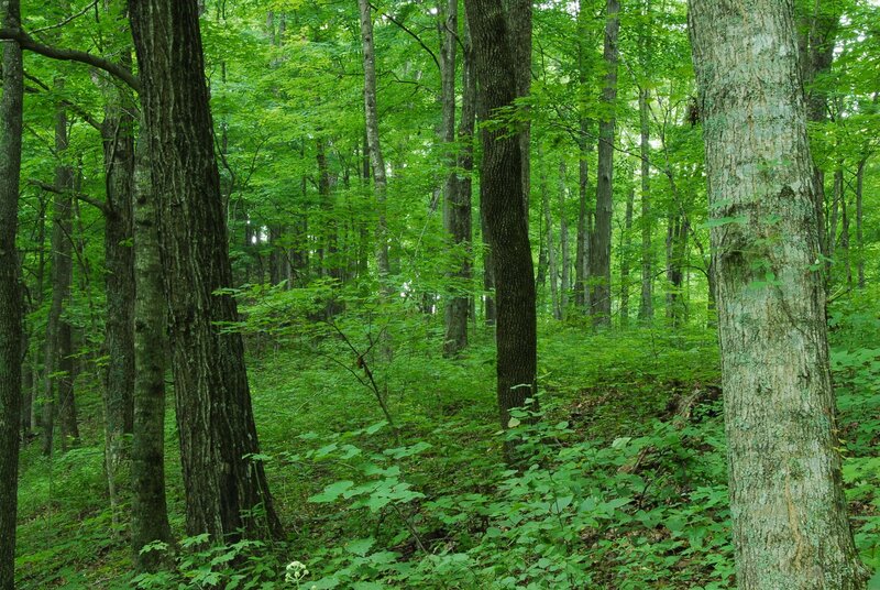 Green Forest with Trees — Serene, Afternoon