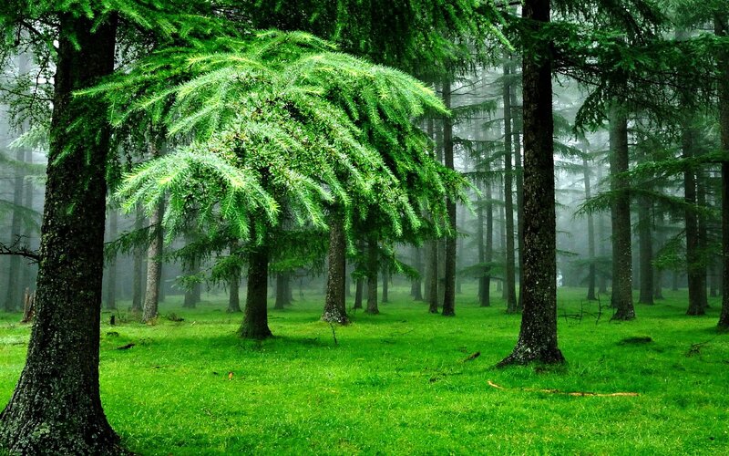 Green Forest with Trees — Serene, Morning, Photograph