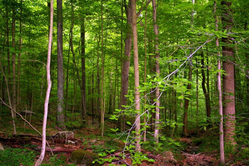 Green Forest with Trees — Serene, Summer