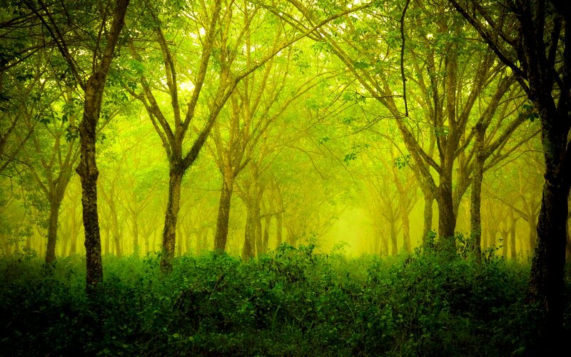 Green Forest with Trees — Serene