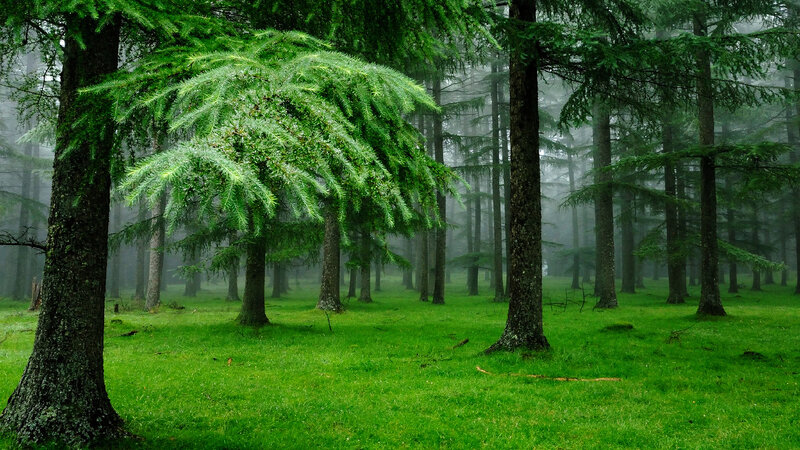 Green Forest with Trees