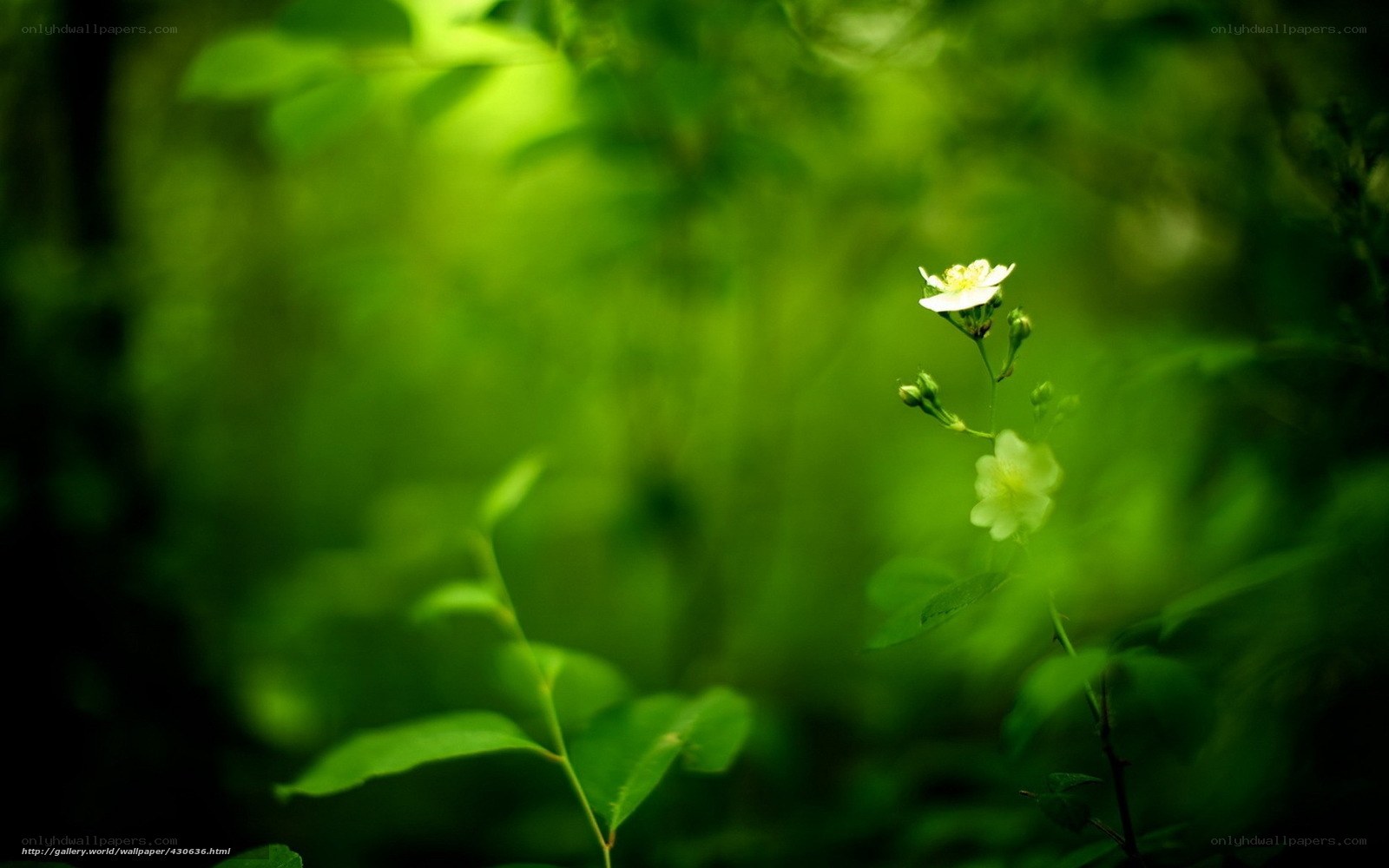 Green forest with white flowers