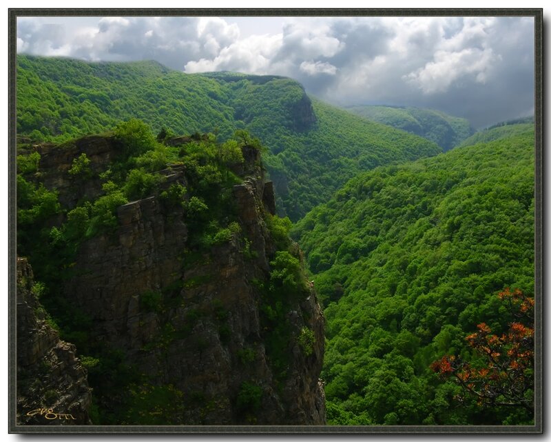 Green Forested Canyon