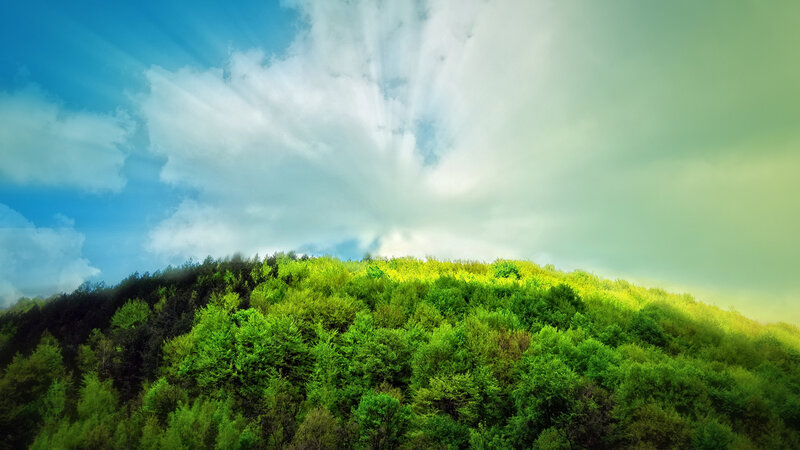 Green Forested Hill