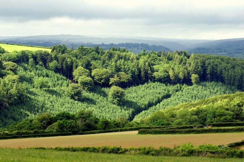 Green Forested Hills — Serene, Afternoon, Photograph