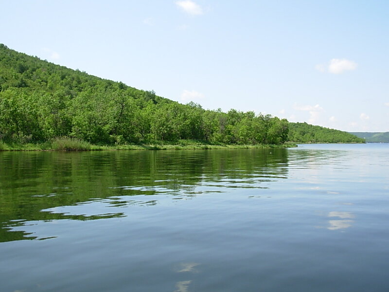 Green Forested Hillside — Serene, Afternoon