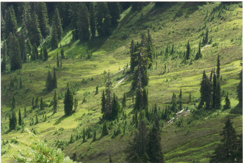 Green Forested Hillside