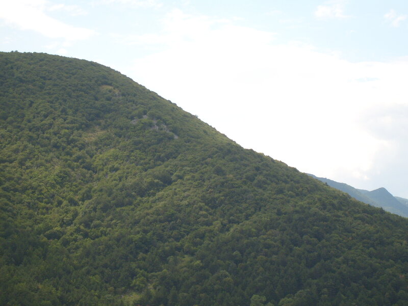 Green Forested Mountain — Calm