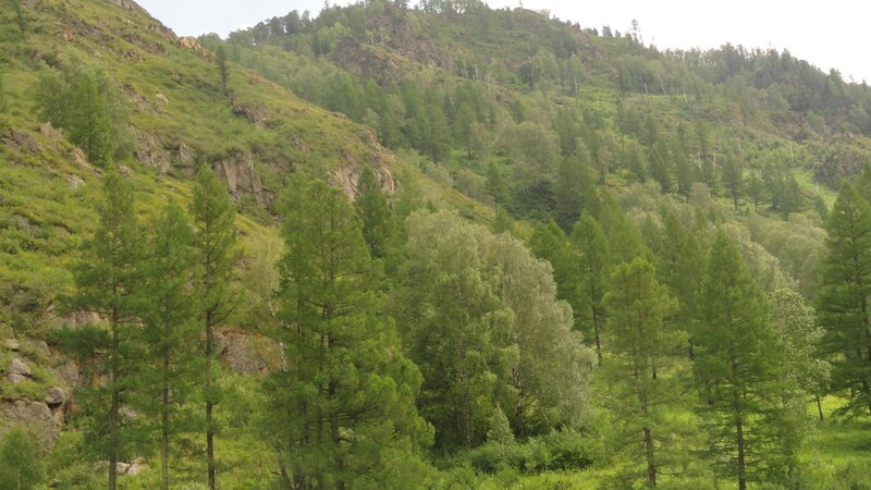 Green forested mountain slope