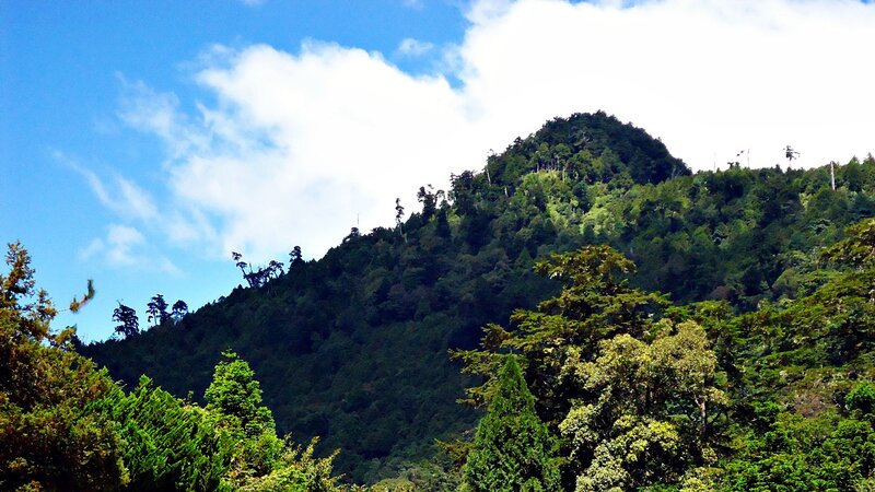 green forested mountain