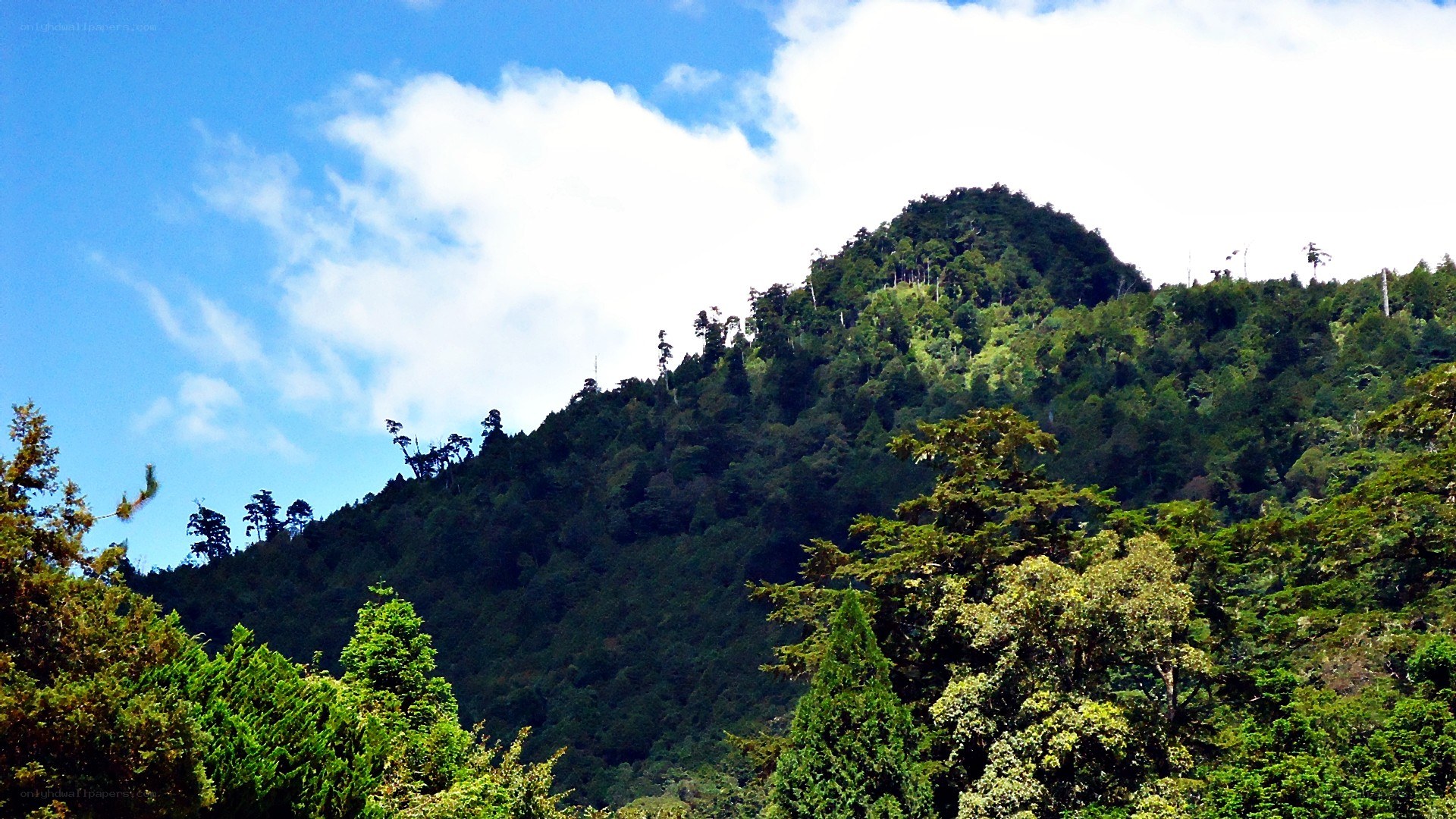 green forested mountain