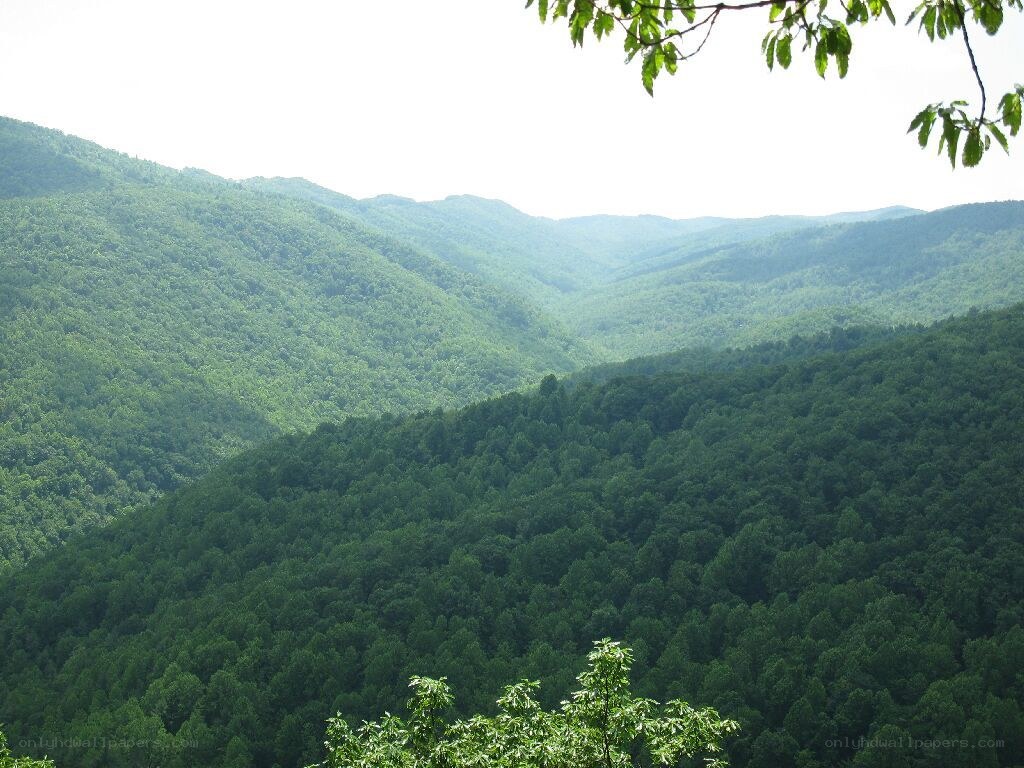green forested mountains
