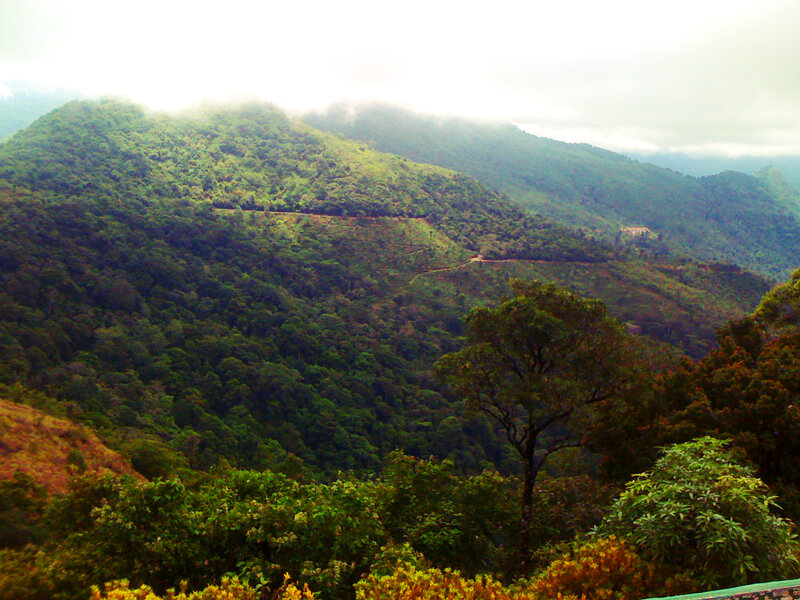 Green Forested Mountains — Misty
