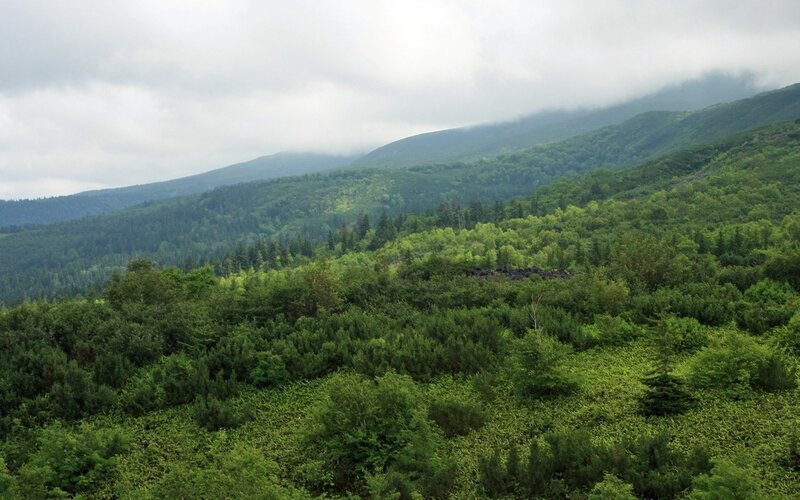 green forested mountains