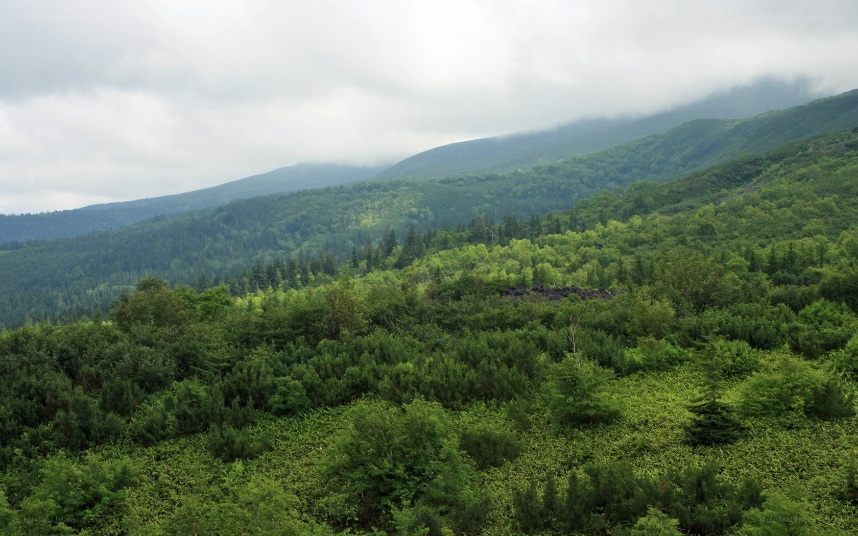 green forested mountains