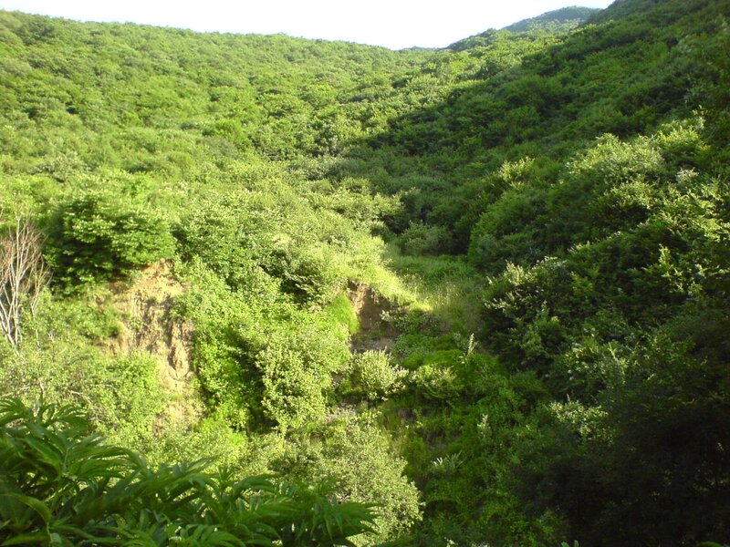 Green forested valley