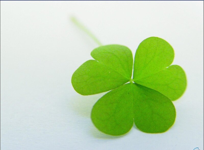 green four-leaf clover