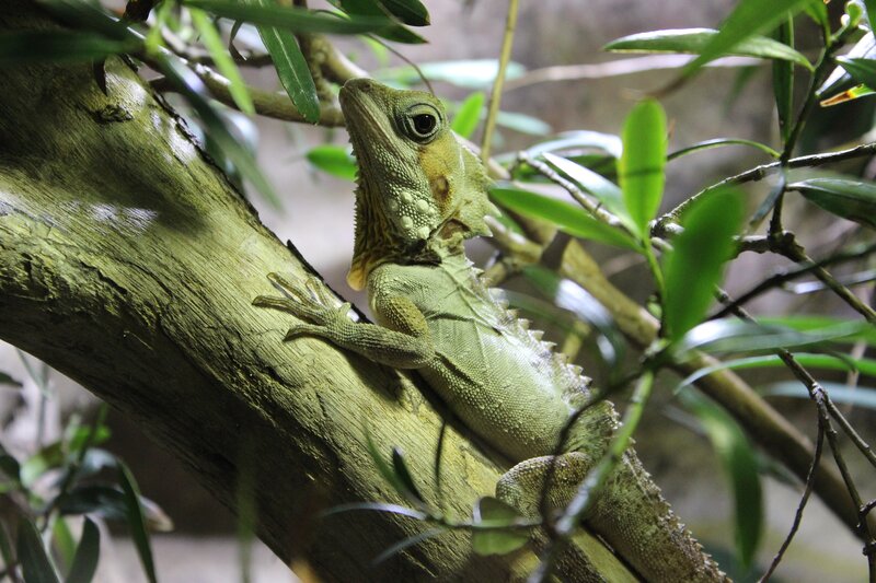 Green Frilled Lizard