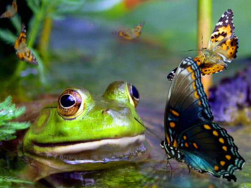 Green Frog and Butterflies