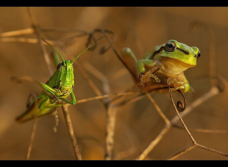 Green Frog and Grasshopper